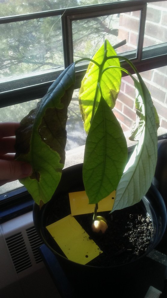 Dying avocado plant. Please help!