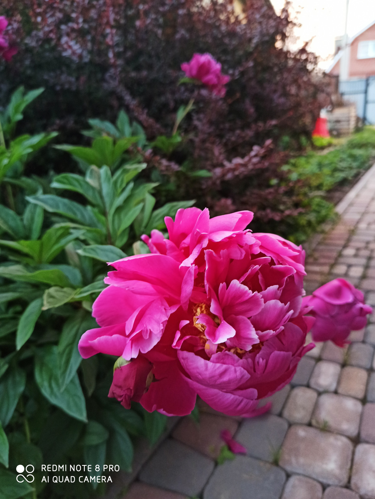 Ландшафт сада в 6 соток.