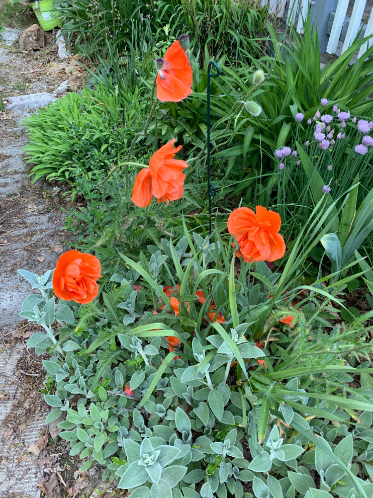 Help with poppy id?