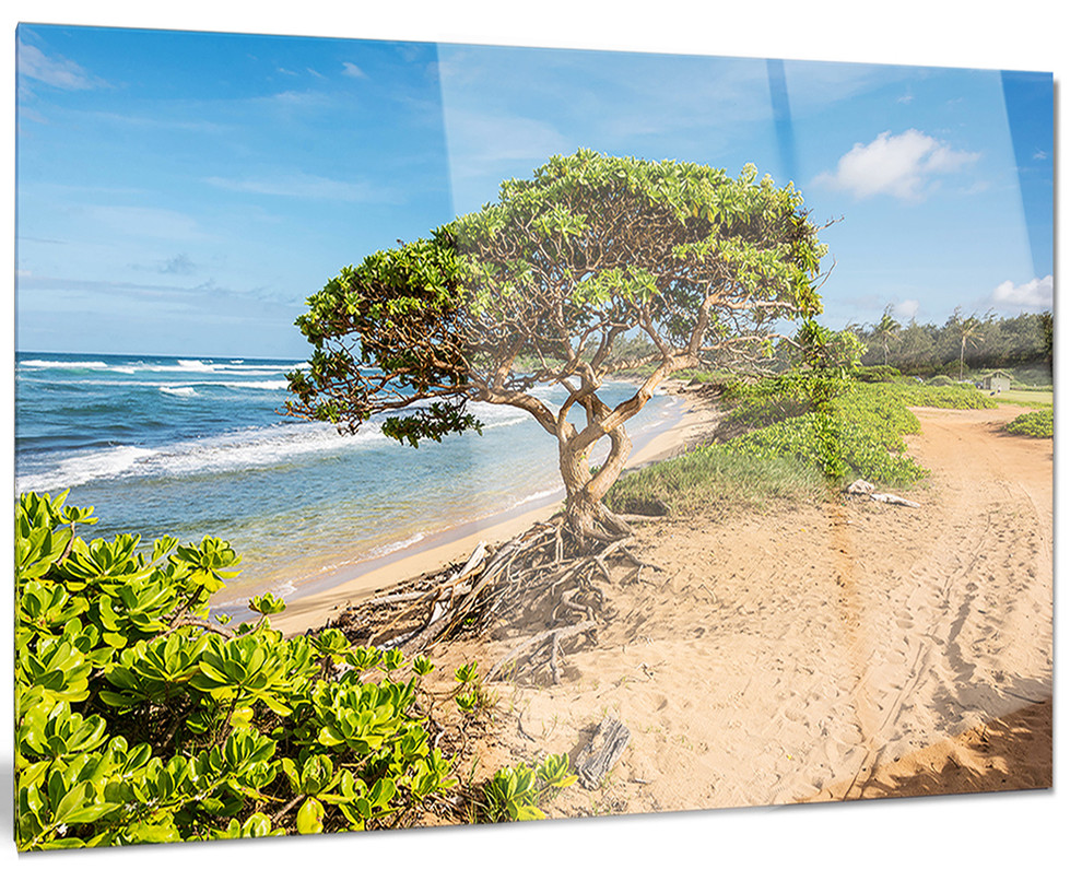 Green Tree On Beach In Kauai Hawaii Metal Wall Art Beach Style Metal Wall Art By Designart