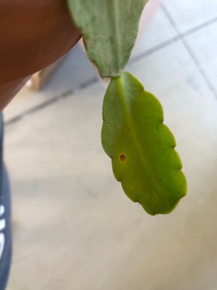What’s Wrong with my Christmas Cactus?