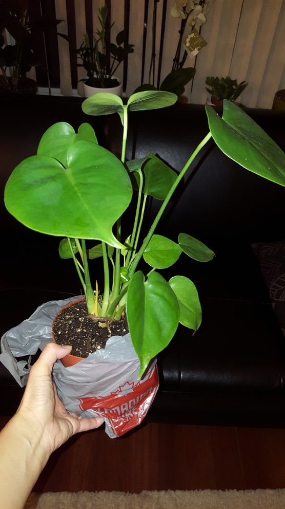 Plant ID please- Split-Leaf Philodendron a baby Monstera? | Houzz Forum