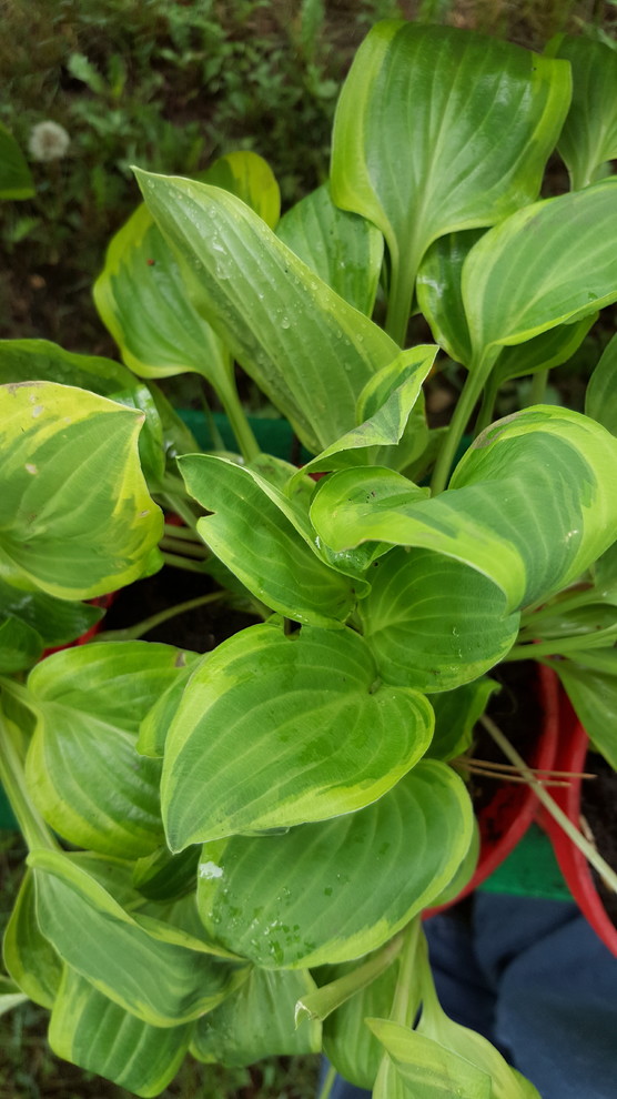 Identify Hostas