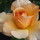 Last commented by cadiarose