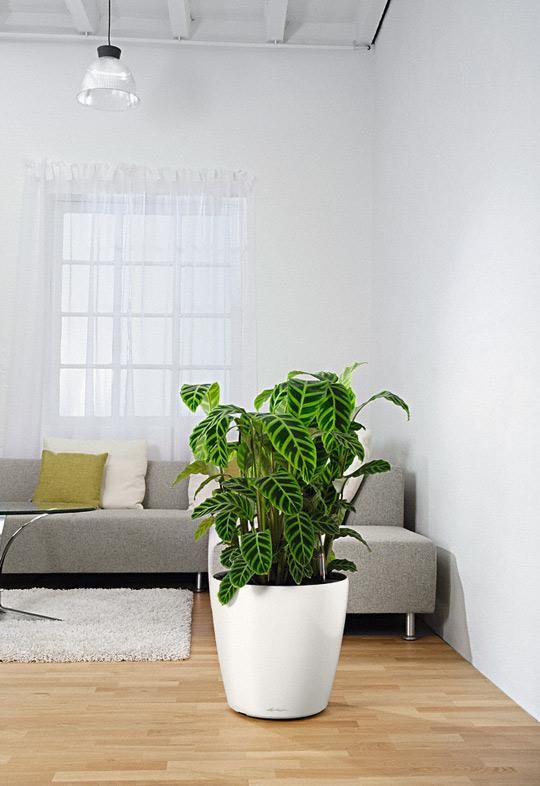 Неподвласные времени