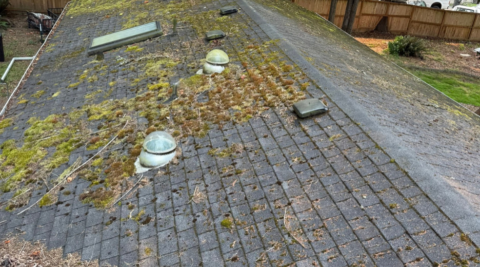 Algae and moss in roofs