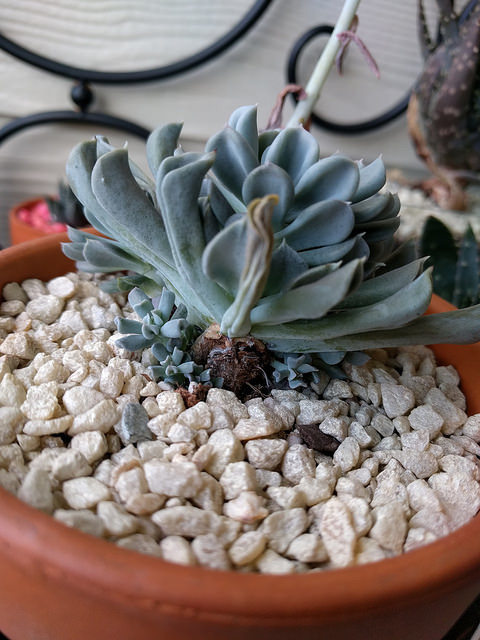 Echeveria 'Misty Lilac' (left) and Echeveria 'Cubic Frost' (right).