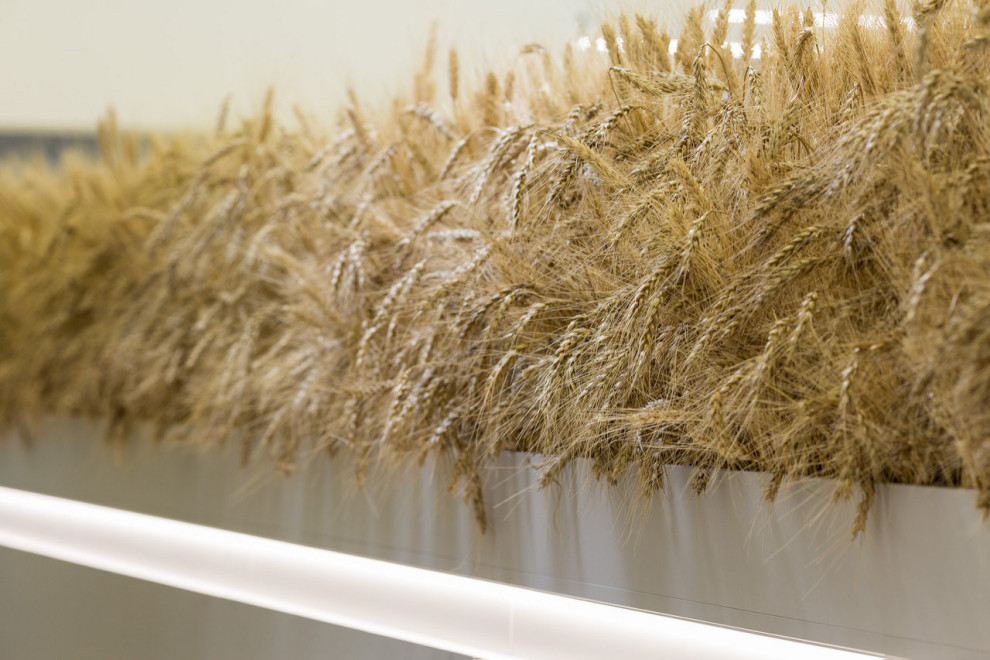 Oleos Trading office