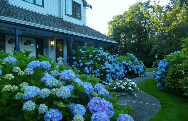 A blue garden - Traditional - Landscape - Vancouver