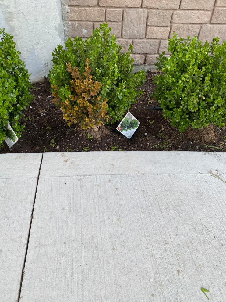 Boxwood browning? Replace it?