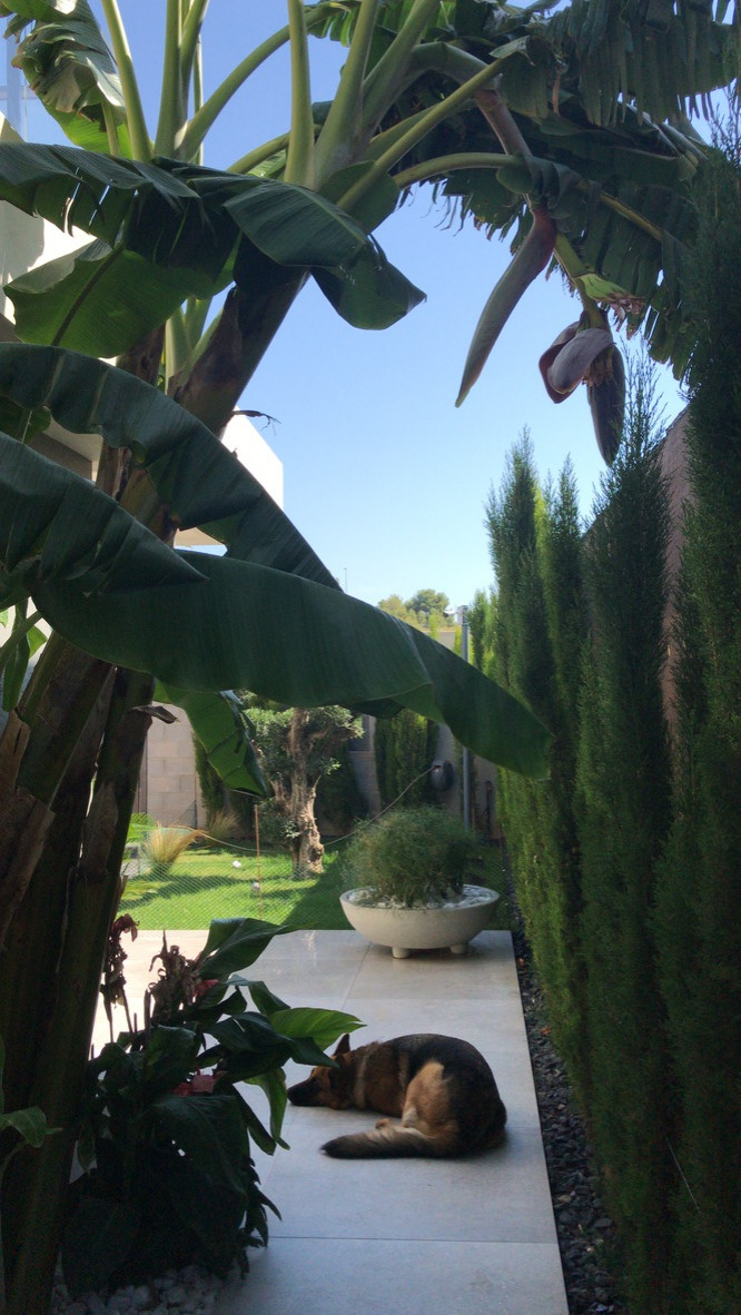 Diseño y Ejecución de jardín íntero