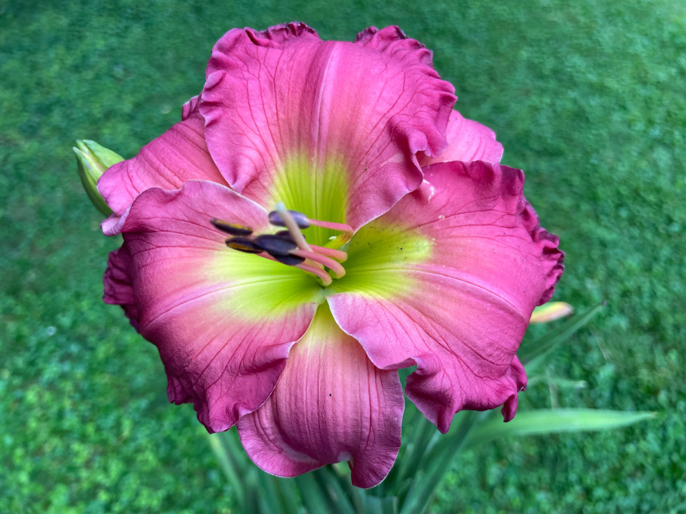 Catching up with some more blooms