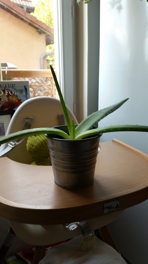 Aloe Vera plant drooping