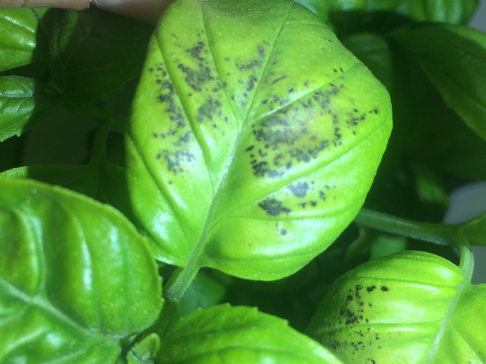 Basil leaf spots? What is it? Photos!