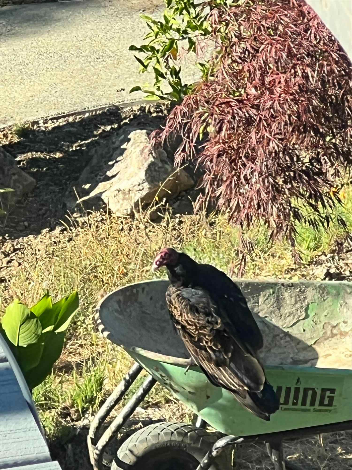 Bird Starbucks - A Vulture Stopped By