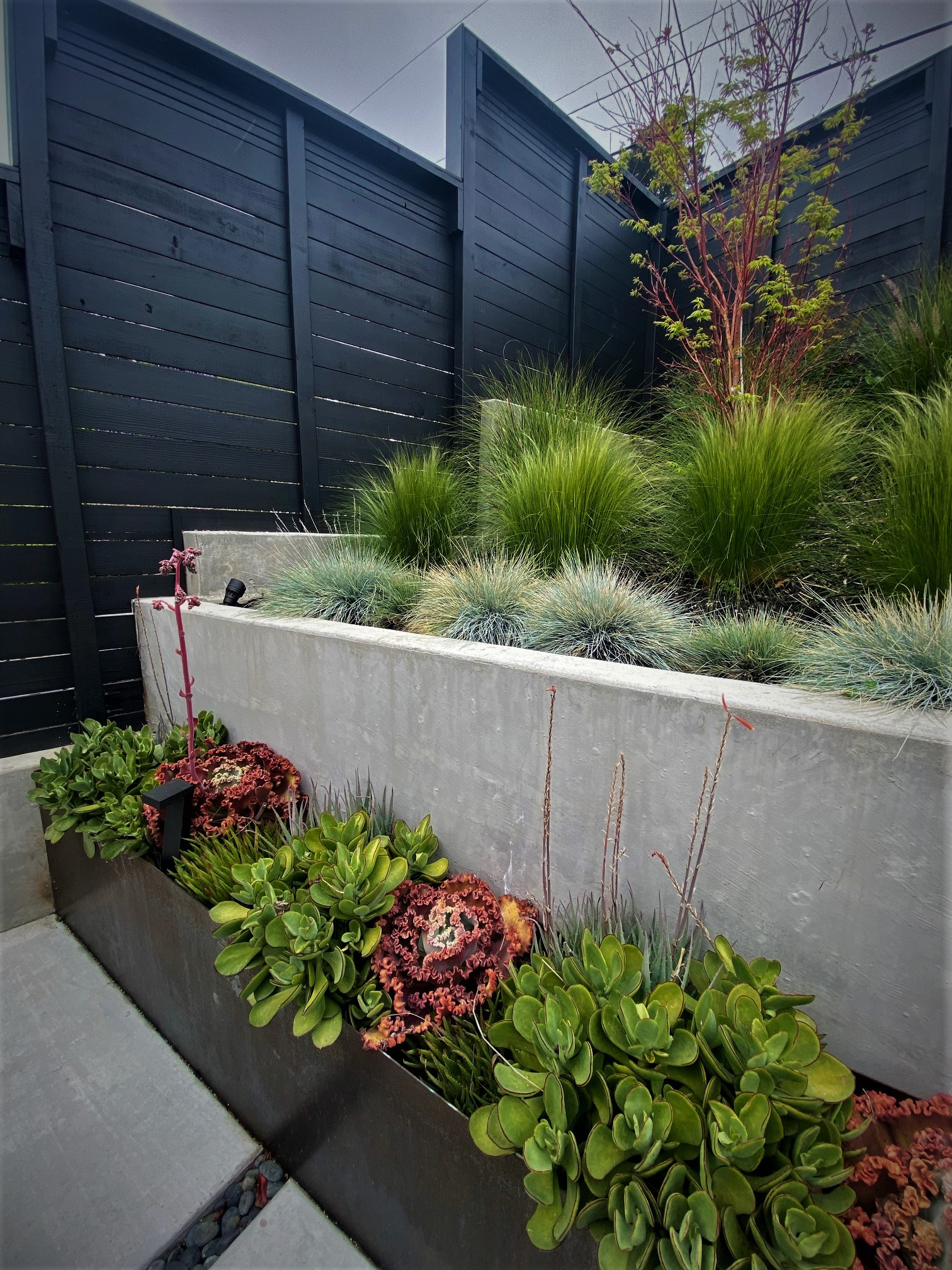 Modern Plantings -  Oakland Hills CA