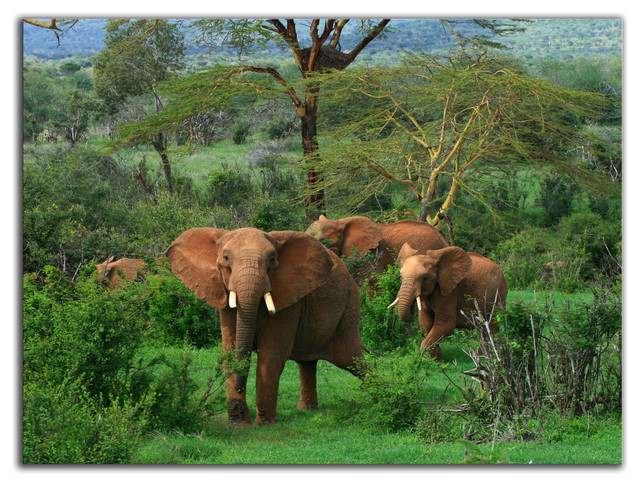 Elephant Canvas Wall Art Photo Canvas Prints Wildlife Home ...