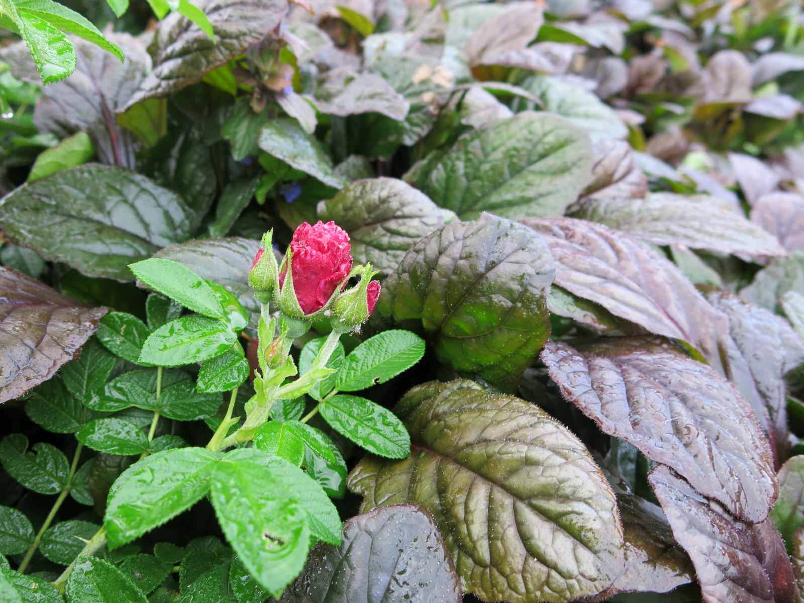 ЯГОДНОЕ ЛУКОШКО (РАСТВОРИВШИСЬ В РАДУГЕ). СЕЗОН 2016. УТРО