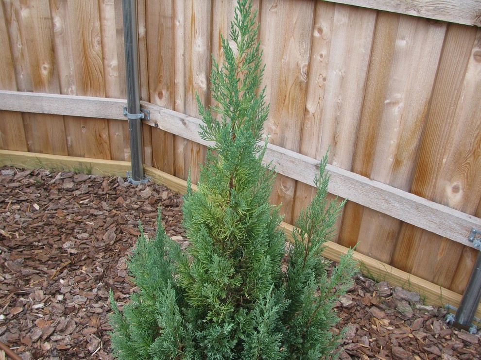blue point juniper yellowing, advice plz