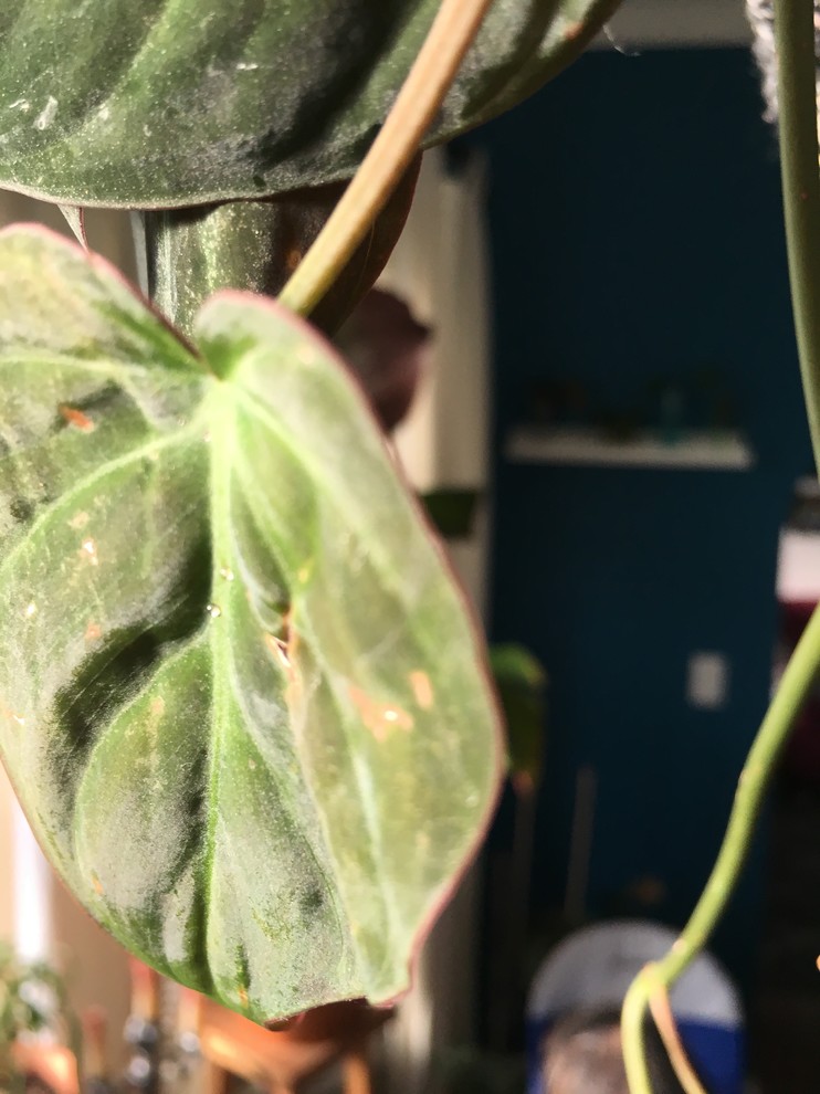 orange princess philodendron Philodendron 'Orange Princess' – Prop & Grow Plant Shop