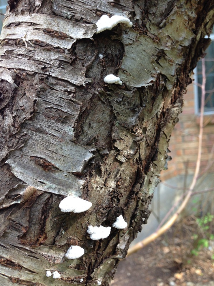 tree fungus Identification and treatment