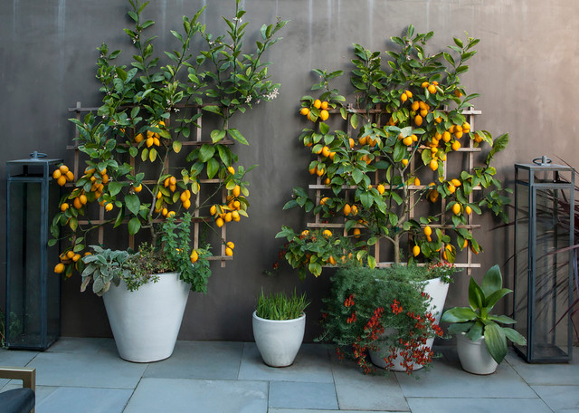 tall potted plants for privacy