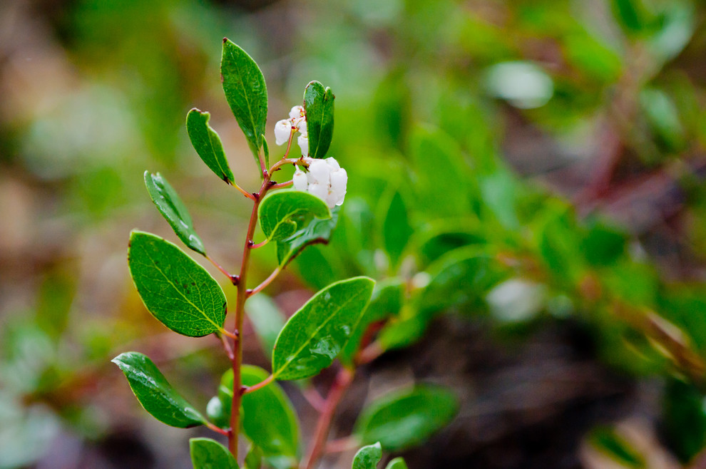 This is an example of a full sun landscaping in Los Angeles for winter.