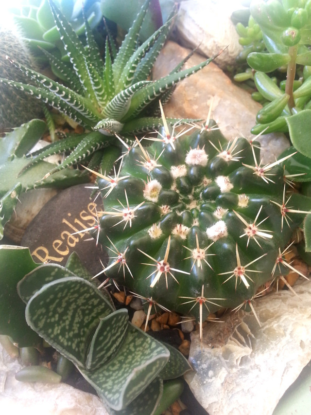 White fuzz on cactus