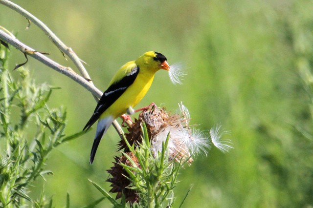 Enticing Birds with Extraordinary Feeders A Nature Lover's Guide