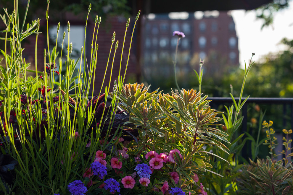 Mid-sized eclectic rooftop garden in Boston.