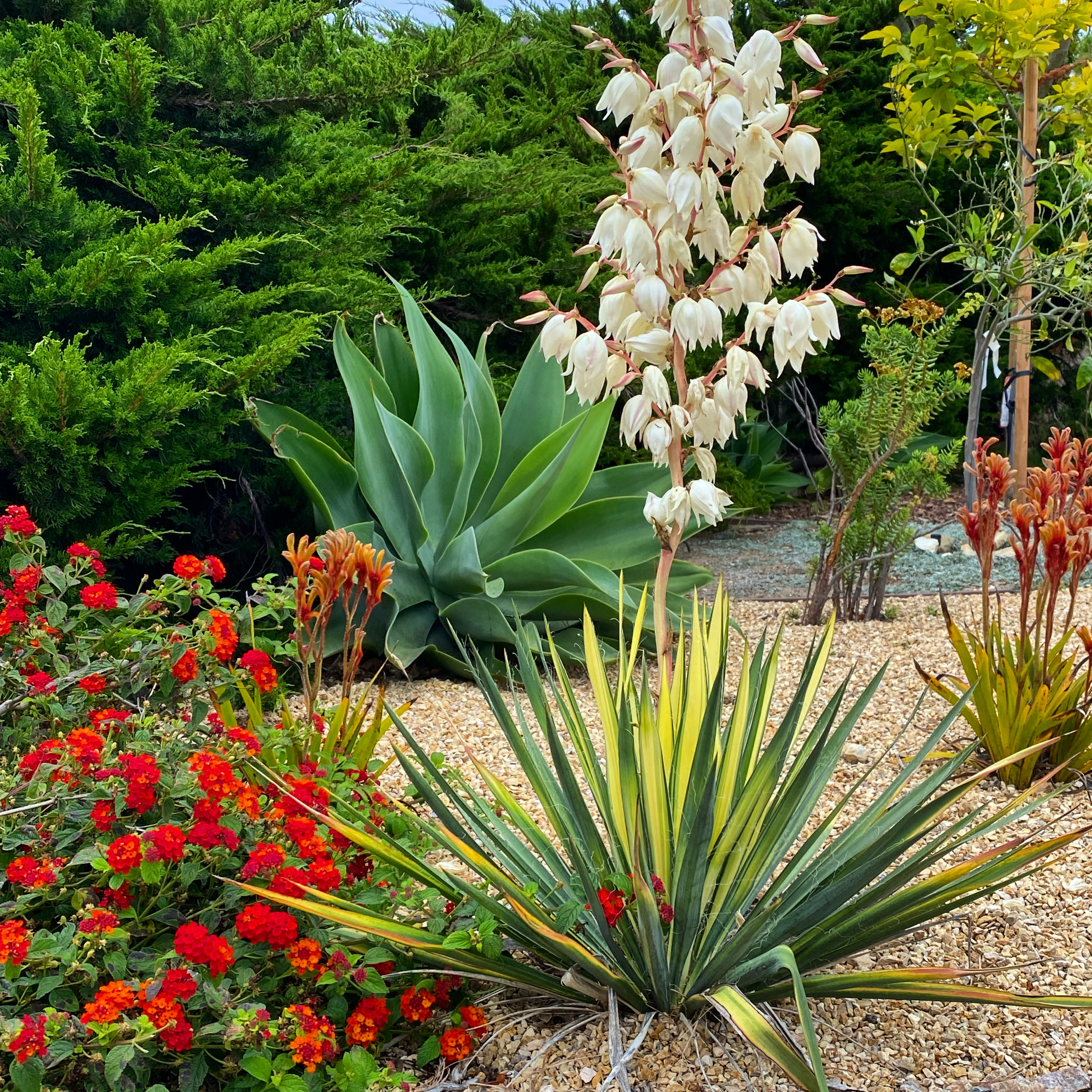 Rancho Palos Verdes, CA - Front Yard Regenerative Renovation