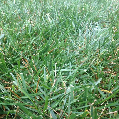 K31 or TTTF? Need help identifying grass for overseeding.