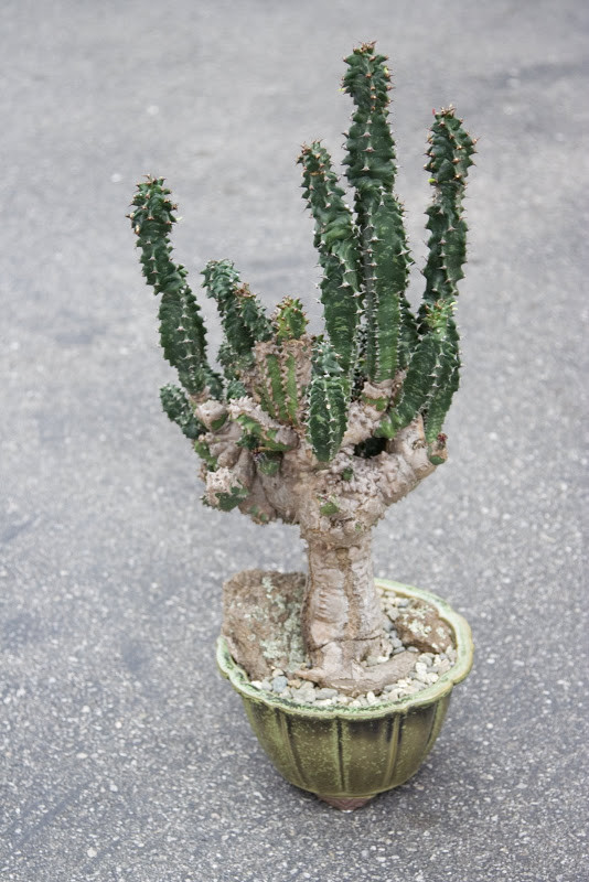 bambus zimmerpflanze Bamusa Pogonatherum Monica  Bambusgras  Indoor-Bambus  20 cm  12   Planten247.nl