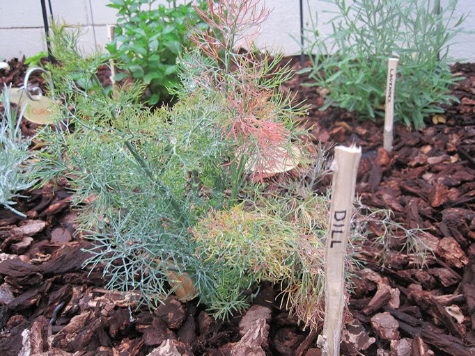 Dill turning red and yellow?