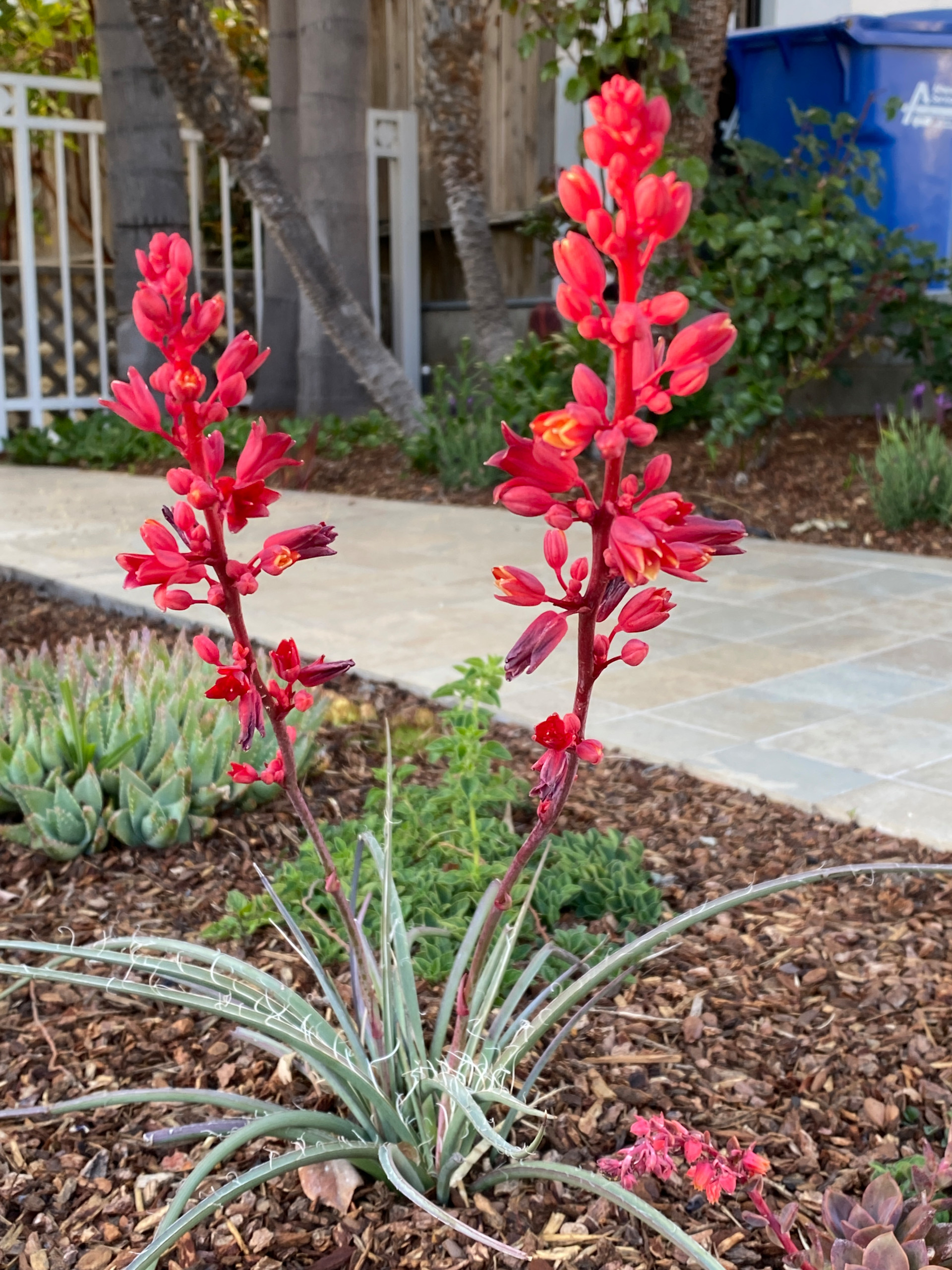 Hermosa Beach, CA: Front Yard Edible Modern Curb Appeal