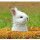 Last commented by Rapid Rabbit