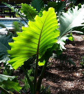 DIGG Gardens - Vero Beach, FL, US 32967 | Houzz