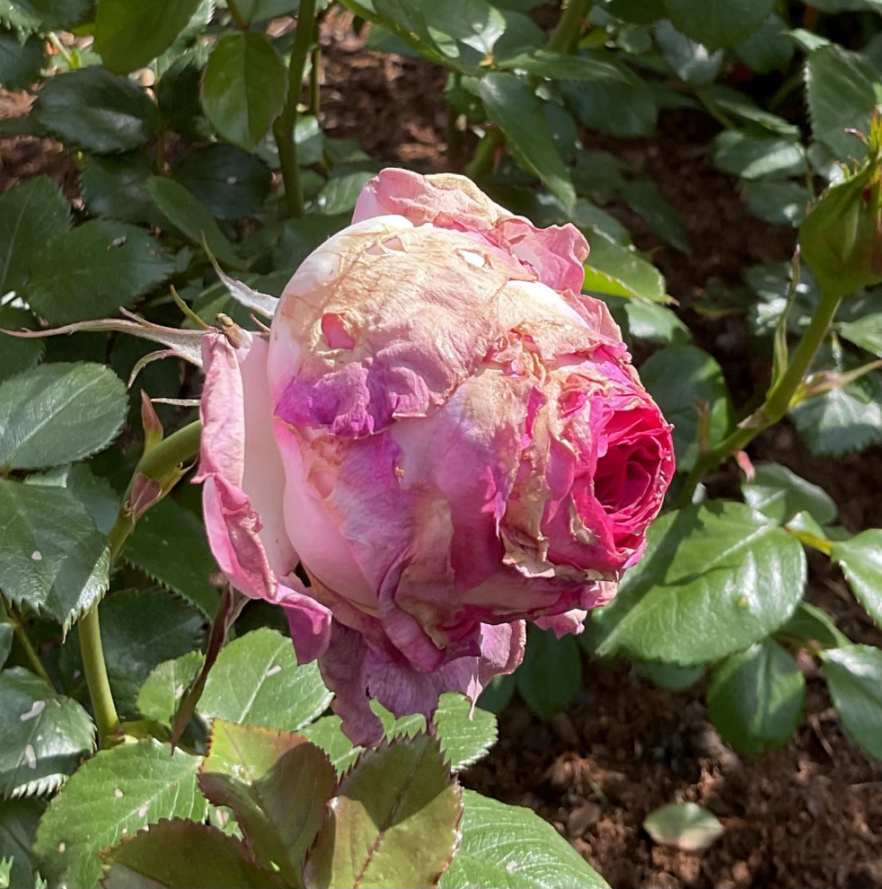 Too Poor Roses Thierry Marx is not happy! | Houzz Forum