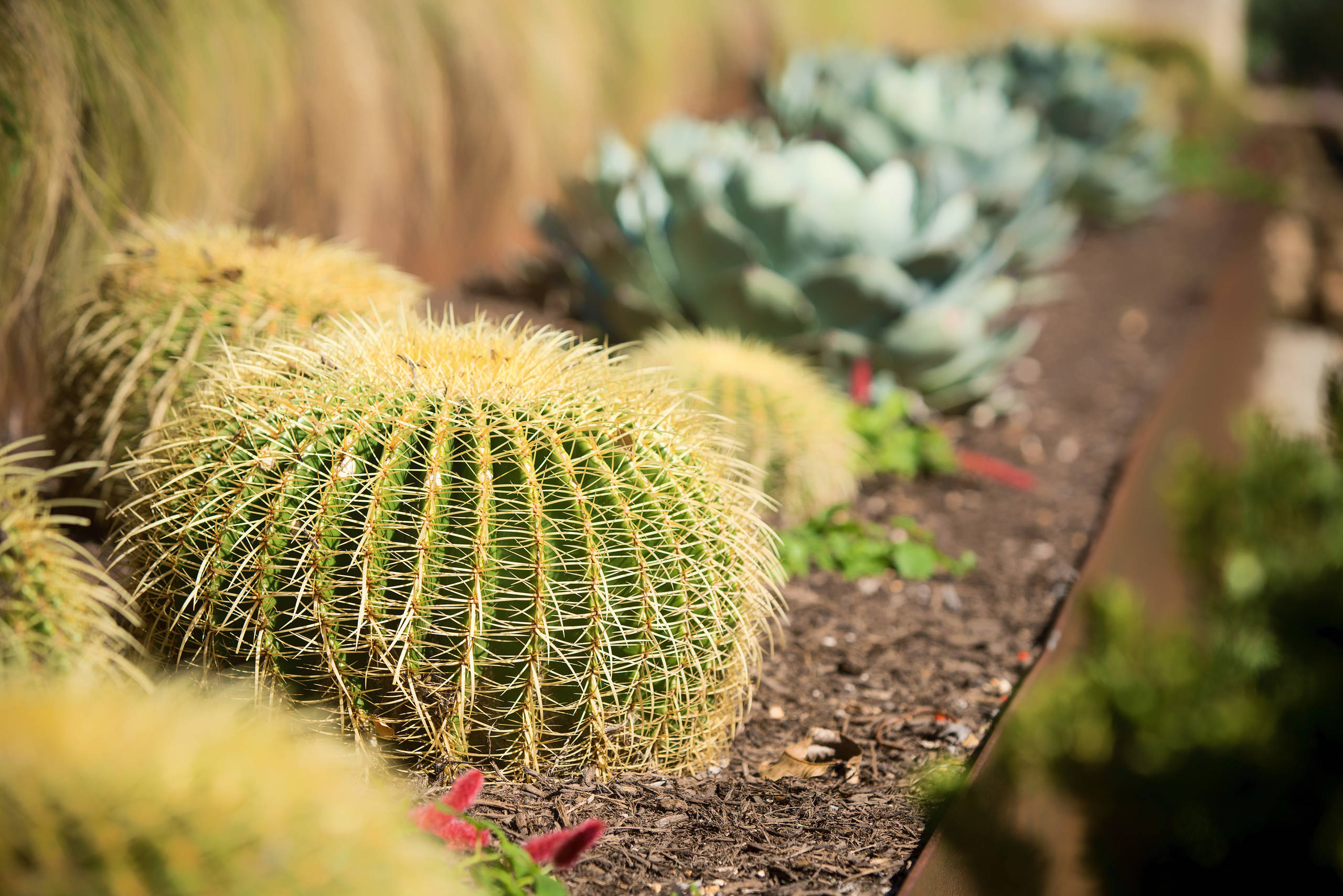 Winning Garden Combo: Golden Barrel Cactus and Other Succulents