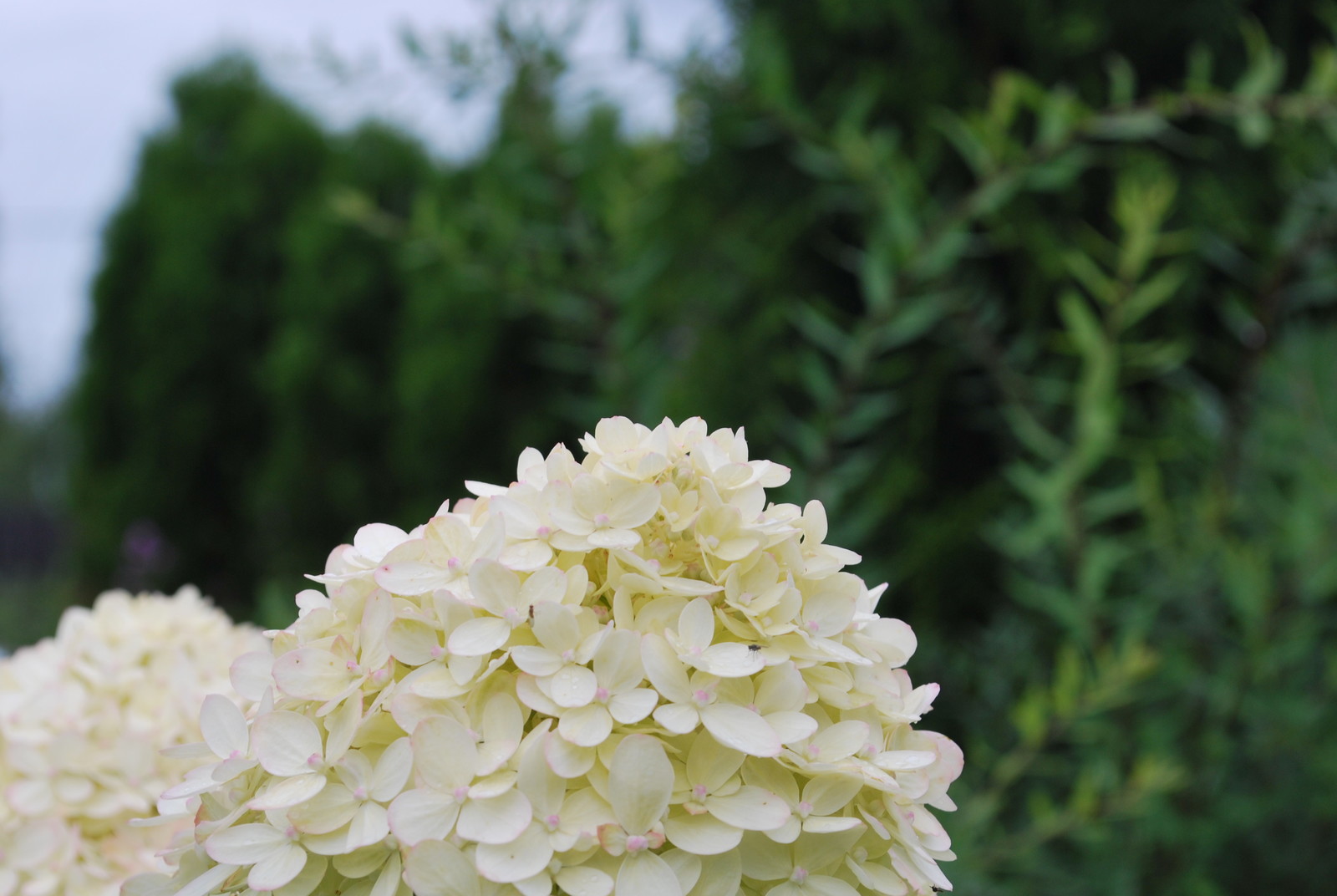 Сады по моим проектам.