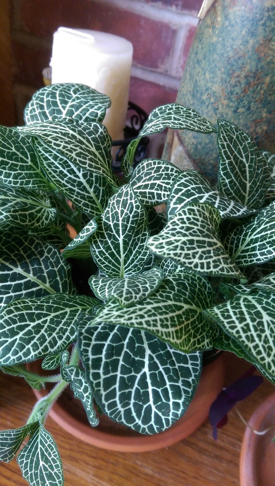 Can someone tell me if Fittonia Argyroneura is poisonous to cats? | Houzz  Forum
