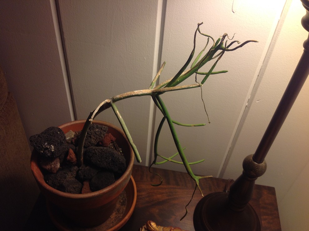 Pencil cactus dying, help! | Houzz Forum