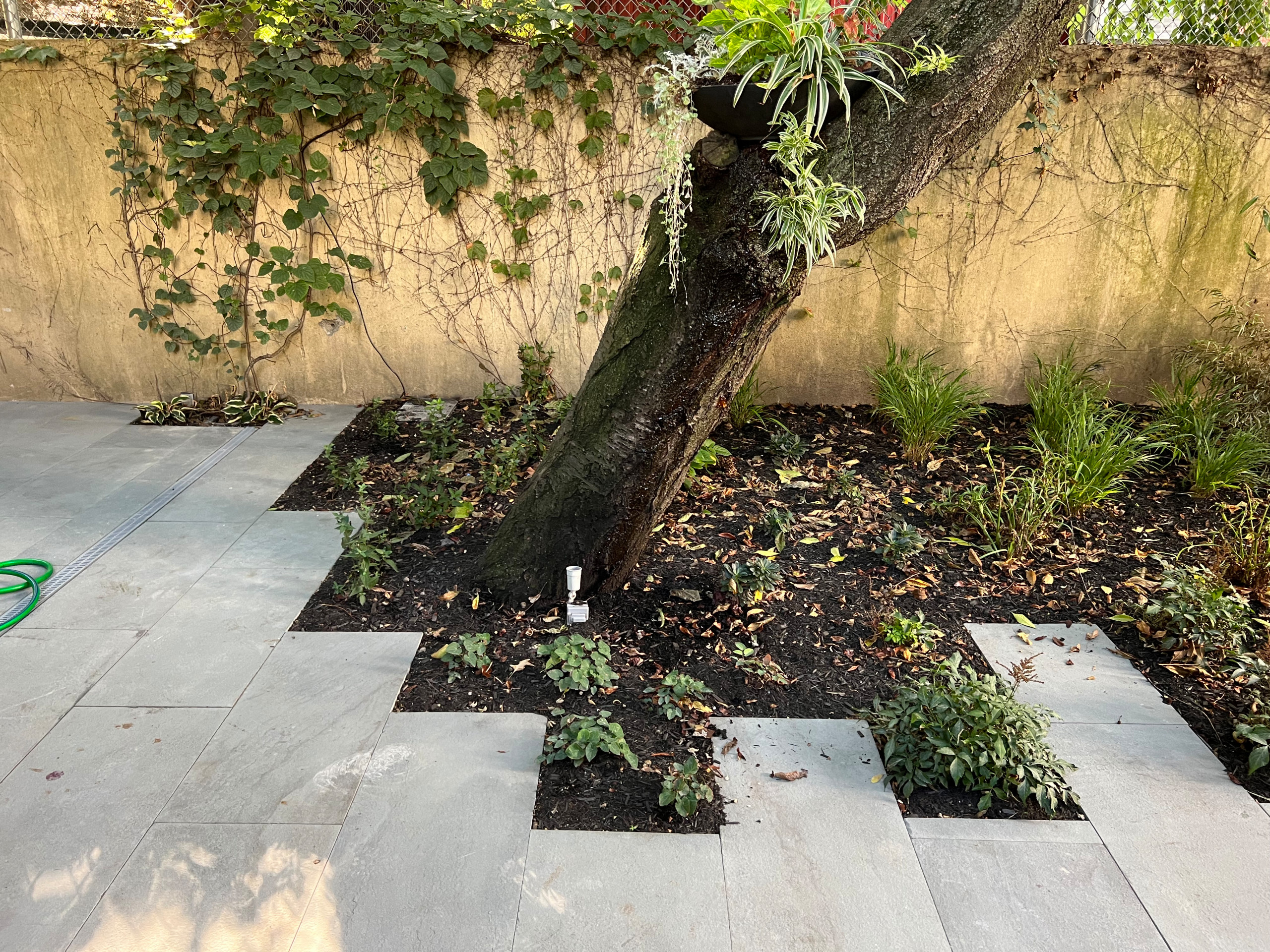 Modern Urban Shade Garden