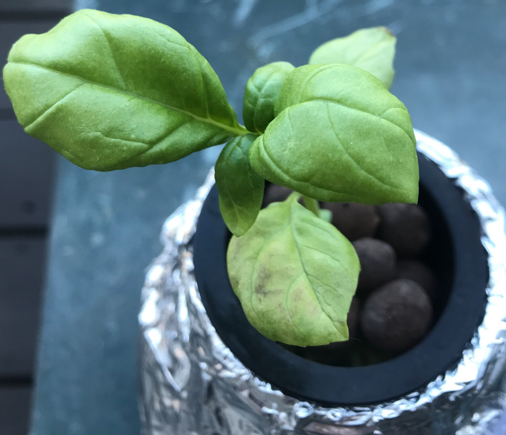 kratky basil yellowing leaves