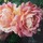 Last commented by Bourbon Blooms (z10 South Australia)
