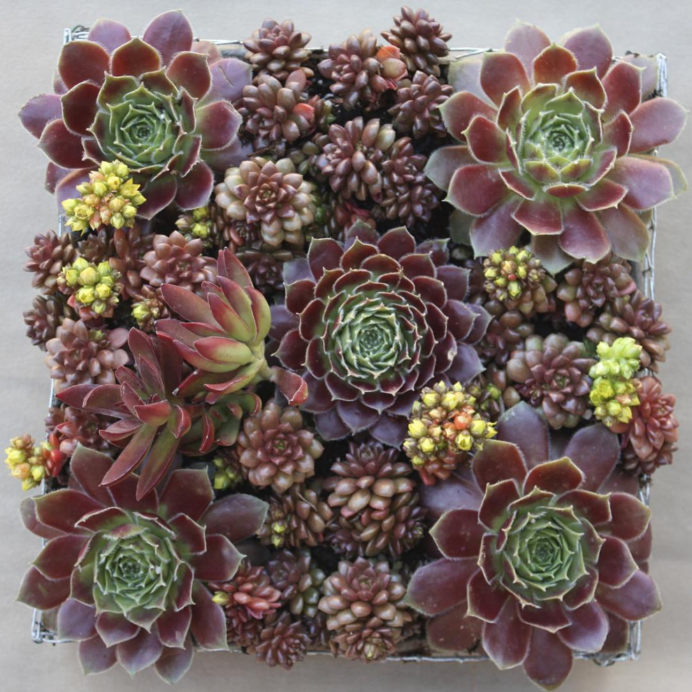 Succulent Square
