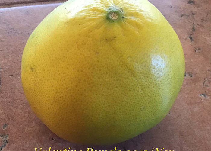 What about Valentine pomelo?