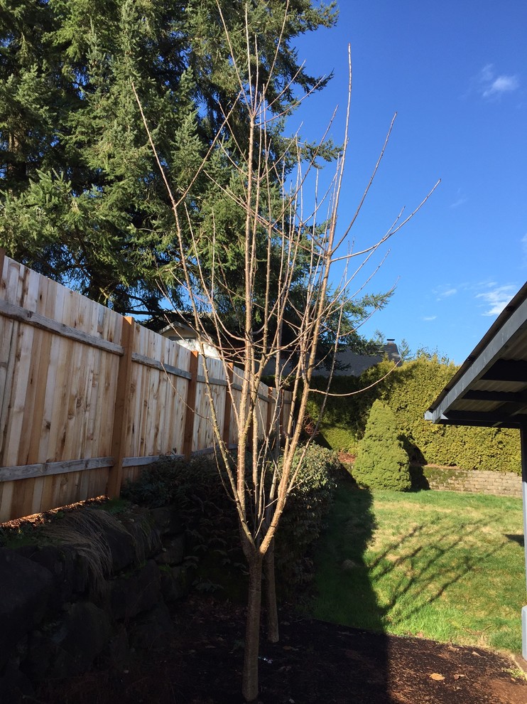 Pruning Lapins Cherry