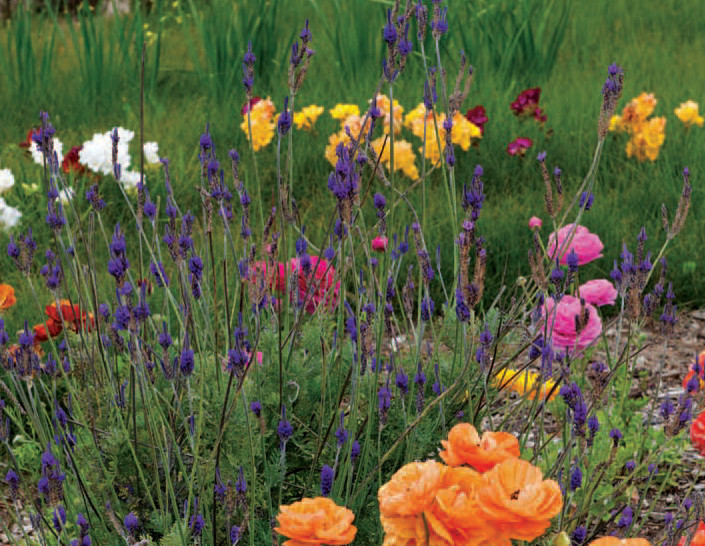 Design ideas for a large mediterranean landscaping in San Diego.