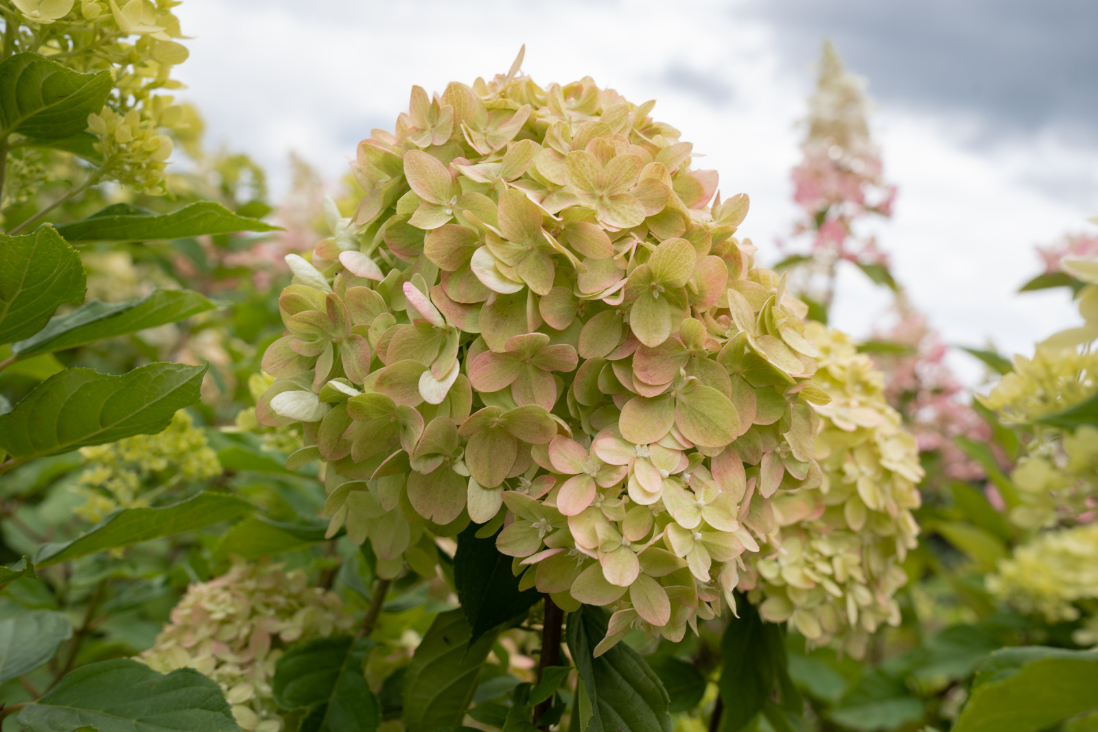 Гортензии для сада премиум-класса